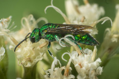 Temnosoma