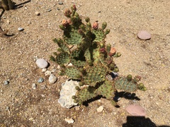 Opuntia aciculata