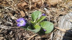 Viola fimbriatula