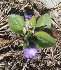 Viola fimbriatula
