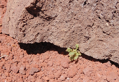 Phacelia serrata