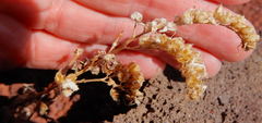 Phacelia serrata