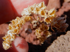 Phacelia serrata