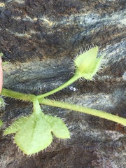 Veronica hederifolia-sublobata-triloba