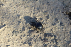 Stenomorpha puncticollis