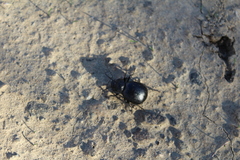 Stenomorpha puncticollis