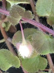 Veronica hederifolia-sublobata-triloba