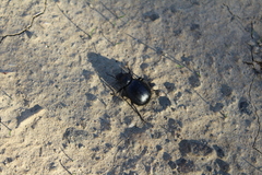 Stenomorpha puncticollis