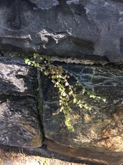 Veronica hederifolia-sublobata-triloba