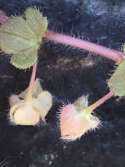 Veronica hederifolia-sublobata-triloba
