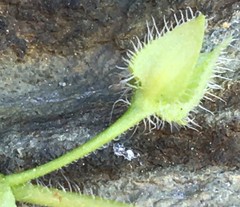 Veronica hederifolia-sublobata-triloba