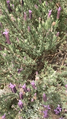 Lavandula stoechas