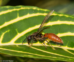 Montezumia dimidiata