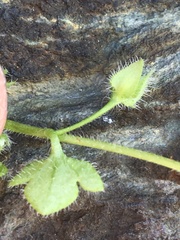 Veronica hederifolia-sublobata-triloba