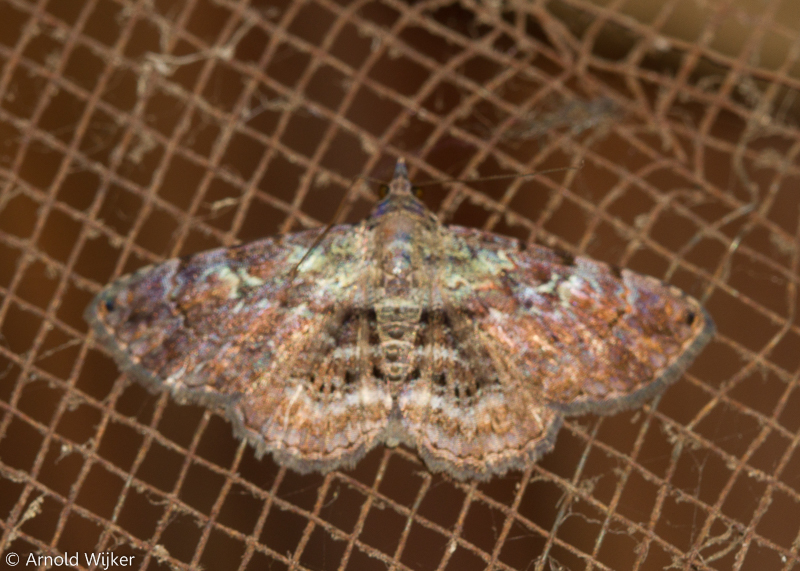 Kakopoda
