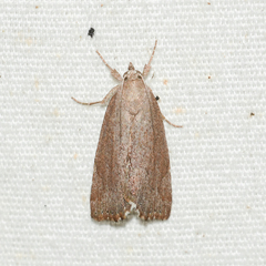 Cutina albopunctella