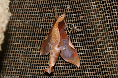 Callionima nomius