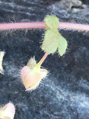 Veronica hederifolia-sublobata-triloba