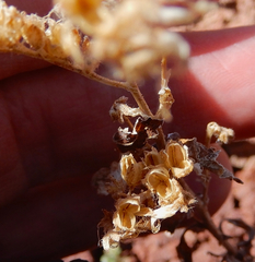 Phacelia serrata