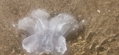 Rhopilema nomadica