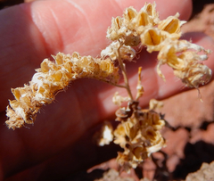 Phacelia serrata