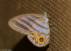 Chloreuptychia herseis