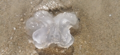Rhopilema nomadica