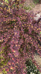 Berberis thunbergii