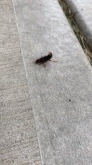 Platydracus maculosus