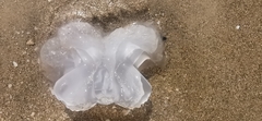 Rhopilema nomadica