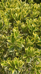 Euonymus japonicus