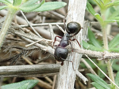 Camponotus aethiops