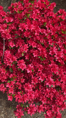 Rhododendron indicum