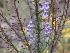 Anarrhinum longipedicellatum