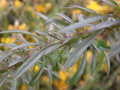 Anarrhinum longipedicellatum