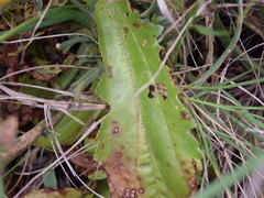 Anarrhinum longipedicellatum