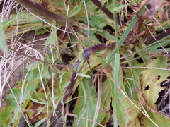 Anarrhinum longipedicellatum