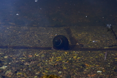 Planorbarius corneus