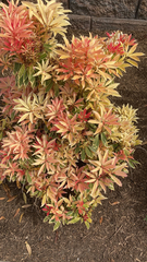 Pieris japonica