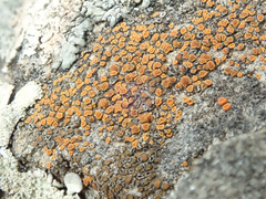 Rufoplaca arenaria