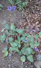 Phacelia campanularia