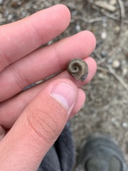 Planorbarius corneus