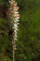 Kniphofia buchananii