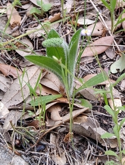 Plantago helleri