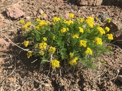 Lomatium grayi