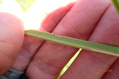 Kniphofia buchananii