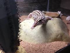 Eublepharis macularius