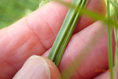 Kniphofia buchananii