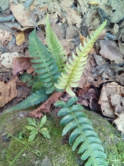 Blechnum appendiculatum
