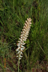 Kniphofia buchananii
